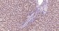 LAMP1 Mouse mAb